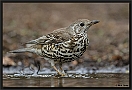 Grote Lijster, Mistle Thrush, Turdus viscivorus Location: Haaksbergen, the Netherlands grote lijster D2 7756 kopie